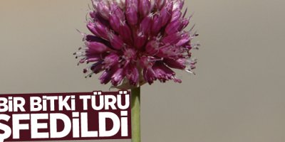 Yeni bir bitki türü keşfedildi