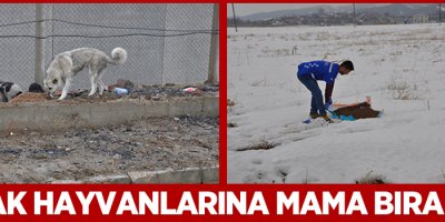 Sokak Hayvanlarına Mama Bırakıldı