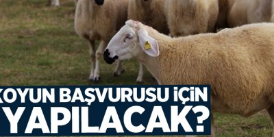 300 koyun başvurusu için ne yapılacak?