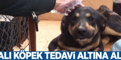Yaralı köpek tedavi altına alındı