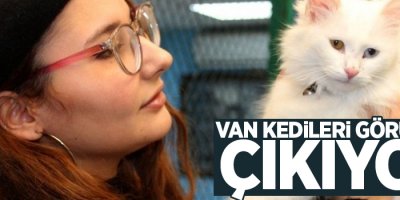 Van kedileri görücüye çıkıyor