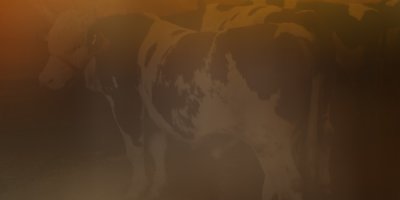 Şemdinli'de suya kapılan danalar son anda kurtarıldı