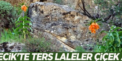 Derecik'te ters laleler çiçek açtı