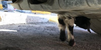 Aracın motoruna giren keçi kurtarıldı