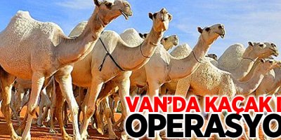 Van’da kaçak deve operasyonu