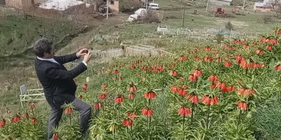 Van'da ‘hüzün çiçeği’ ters laleler açtı