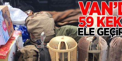 Van'da 59 keklik ele geçirildi