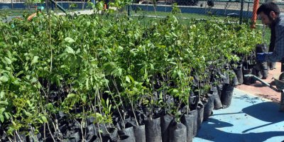 Yüksekova'da10 bin fidan toprakla buluşacak