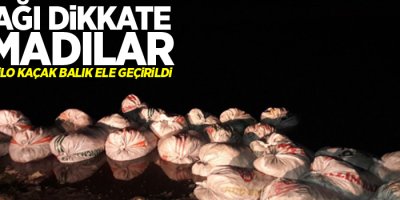 Avlanma yasağına rağmen yine Van Balığı'na kıydılar