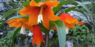 Bitlis'te ‘Ağlayan Gelin’ cümbüşü