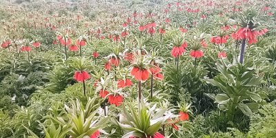 Ters Laleler göz kamaştırıyor