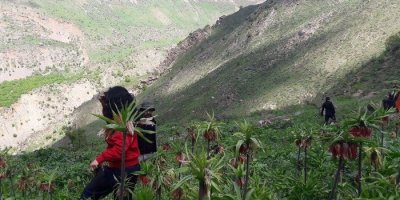 Hakkari’de 3. geleneksel ters lale buluşması