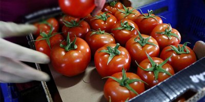 Rusya Türk domatesine olan yasağı tamamen kaldırıyor