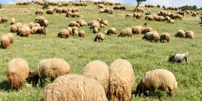 Mera yasakları kalktı, göçerler yollara düştü