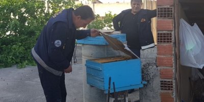 İtfaiye eri arıları çıplak elle topladı