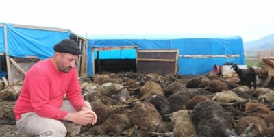 Havasız kalan 100 koyun telef oldu