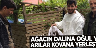 Ağacın dalına oğul yapan arılar kovana yerleştirildi
