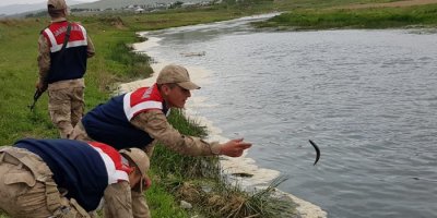 Van’da kaçak avlanmış inci kefali operasyonu