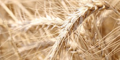 Çukurova’da buğday bereketi