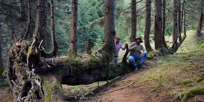 Bir gövdede 18 ağaç görenleri şaşırtıyor