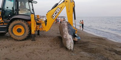 Plaja 4 metrelik balina ölüsü vurdu