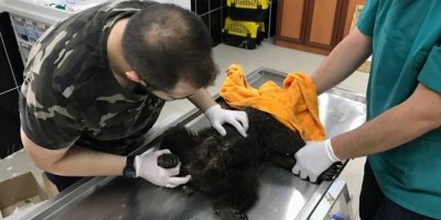 Köpeklerin saldırdığı yavru ayı tedavi altına alındı