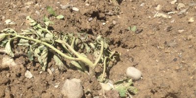 Yüksekova’da yağış tarım ürünlerine zarar verdi