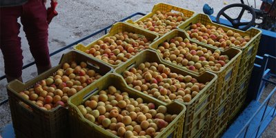 Kayısı 80 kuruşa düştü