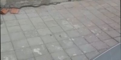 Şehirde her yerden yılan fışkırıyor!