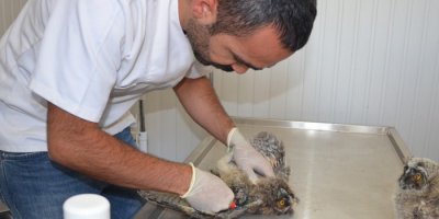Yüksekova'da Yaralı Baykuş Tedavi Altına Alındı