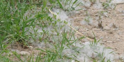 Yüksekova'da polen çilesi başladı