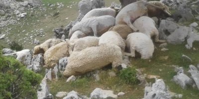 Yıldırım düştü: 22 koyun telef oldu