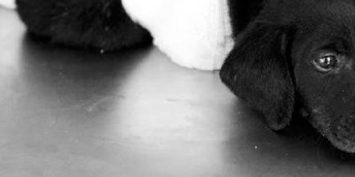 Yavru köpeğin ölümünde yeni gelişme