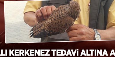 Van’da yaralı Kerkenez tedavi altına alındı