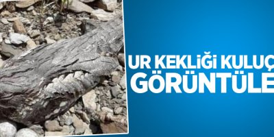 Ur kekliği kuluçkada görüntülendi