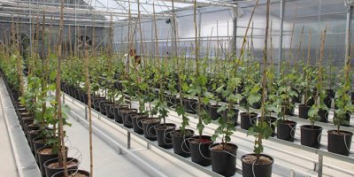 Üzüm sektöründe ihracatı katlayacak proje