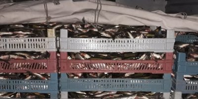 2 bin 300 kilo inci kefali ele geçirildi