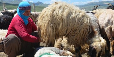 Berivanların sıcak havada zorlu mesaisi