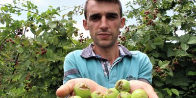 Ceviz büyüklüğünde dolu meyve bahçelerini vurdu