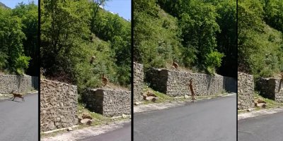 Dağ keçileri şehre indi