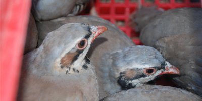 Bin 500 kınalı keklik doğaya salındı