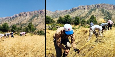 35 Derece Sıcaklıkta Buğday Hasadı