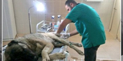 Yaralı köpeğe veteriner sahip çıktı