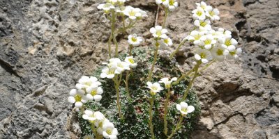 Cilo Dağları’nda yeni bir bitki türü keşfedildi