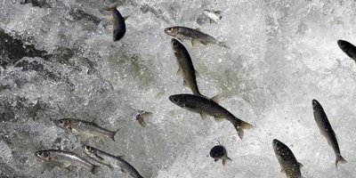 3 aylık inci kefali av yasağı sonra erdi