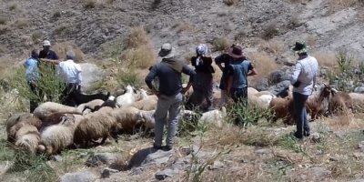 Koyun sürüsünden ayrılan oğlaklar kayıplara karıştı