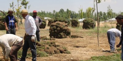 Mesire alanında çimlendirme çalışması
