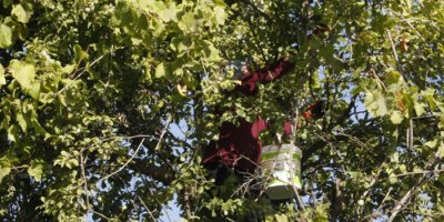 Beytüşşebap’ta erik hasadı başladı