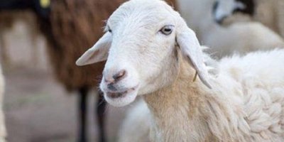 Kurban Bayramı tatili kararı belli oldu