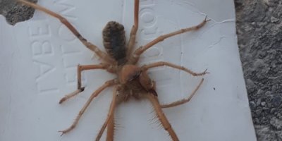 Sınır’da sarıkız örümceği paniği